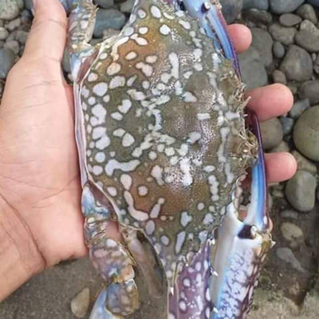 

Kepiting selasih