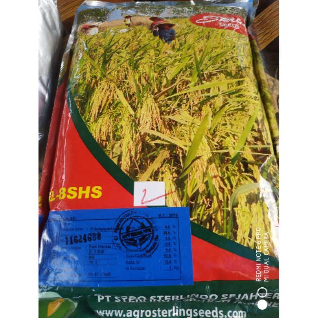 Benih padi Hibrida SL-8 SHS