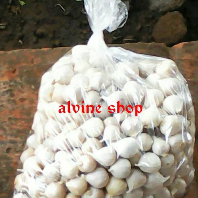 

Bawang Putih Tunggal/Bawang Lanang | By Khanza Store