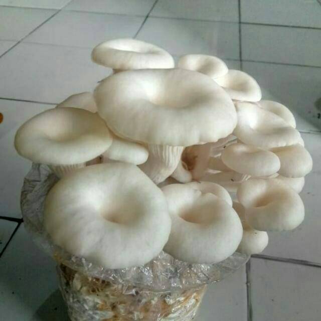baglog jamur tiram putih | Shopee Indonesia