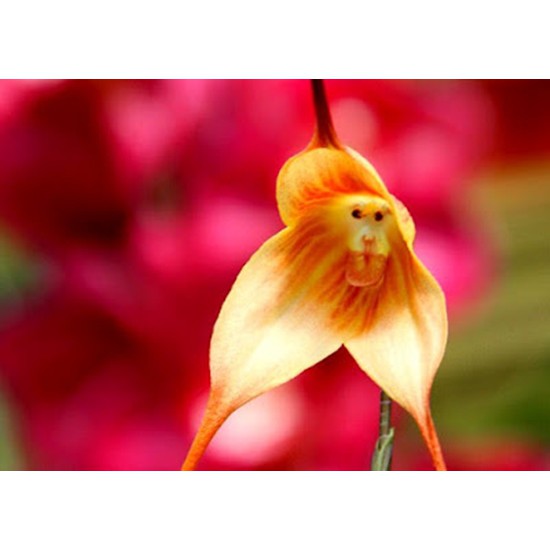 Bibit Benih Biji Bunga Anggrek Monyet - Biji Tanaman Bunga Anggrek Monyet - Bunga Anggrek Monyet-COD