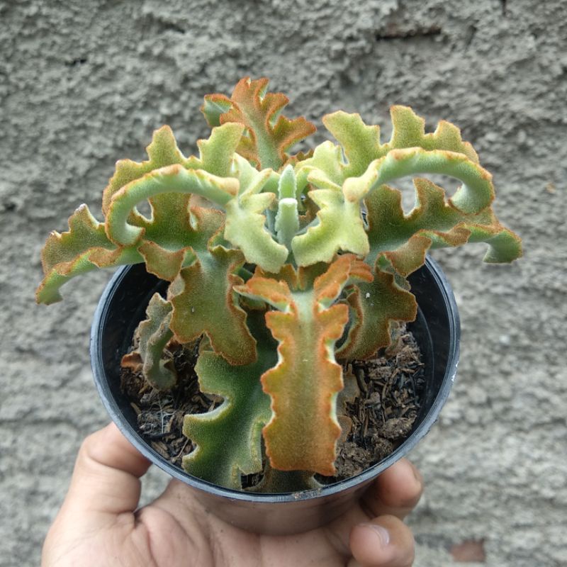 Kalanchoe Beharensis | DP 10cm | Sukulen