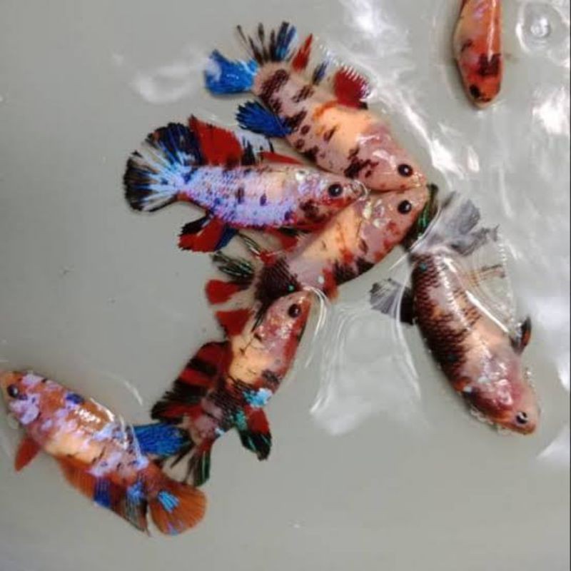 PROMO IKAN CUPANG BETINA SIAP PIJAH (FULL TELUR)