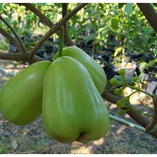 bibit jambu super green