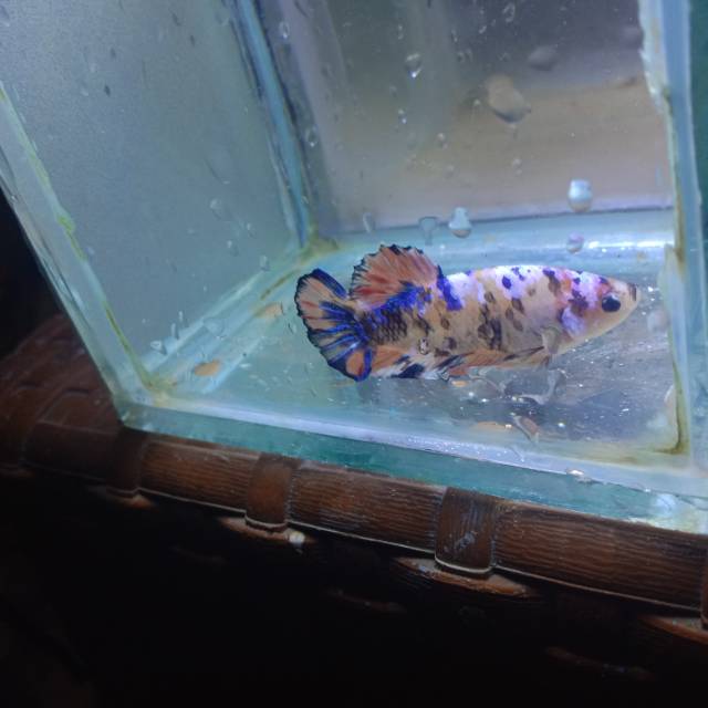 Ikan Cupang Multicolor