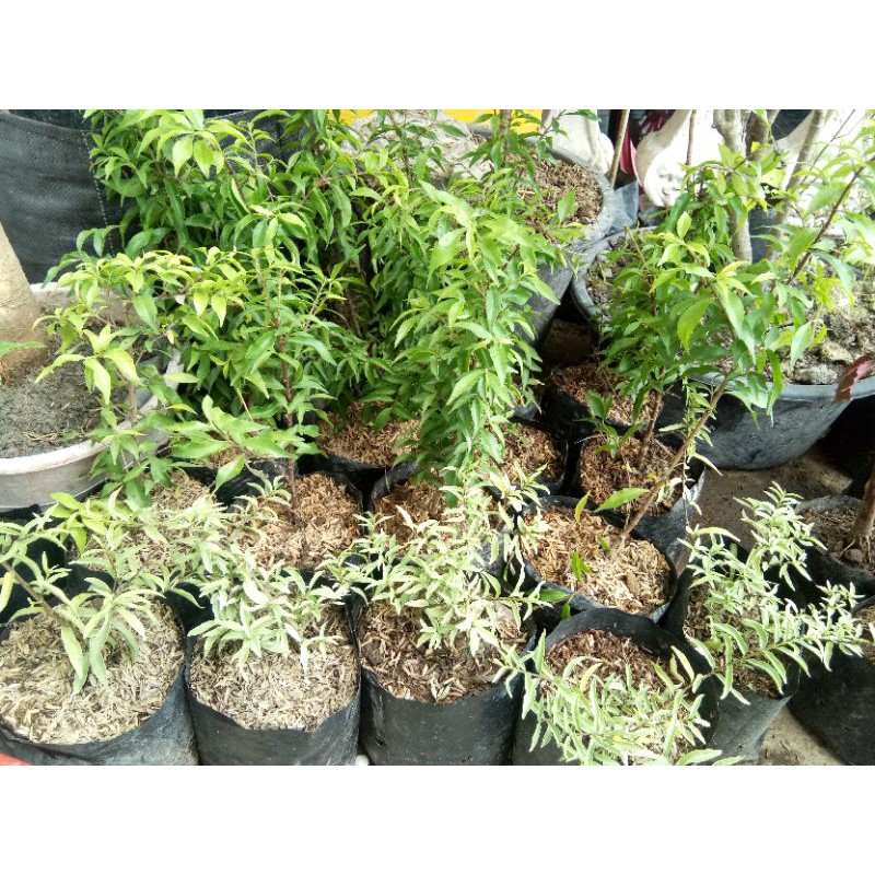 anting putri mikro varigata