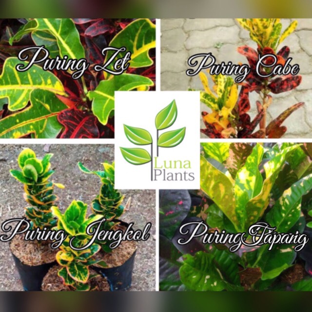 Paket tanaman hias puring - paket puring tanaman hias