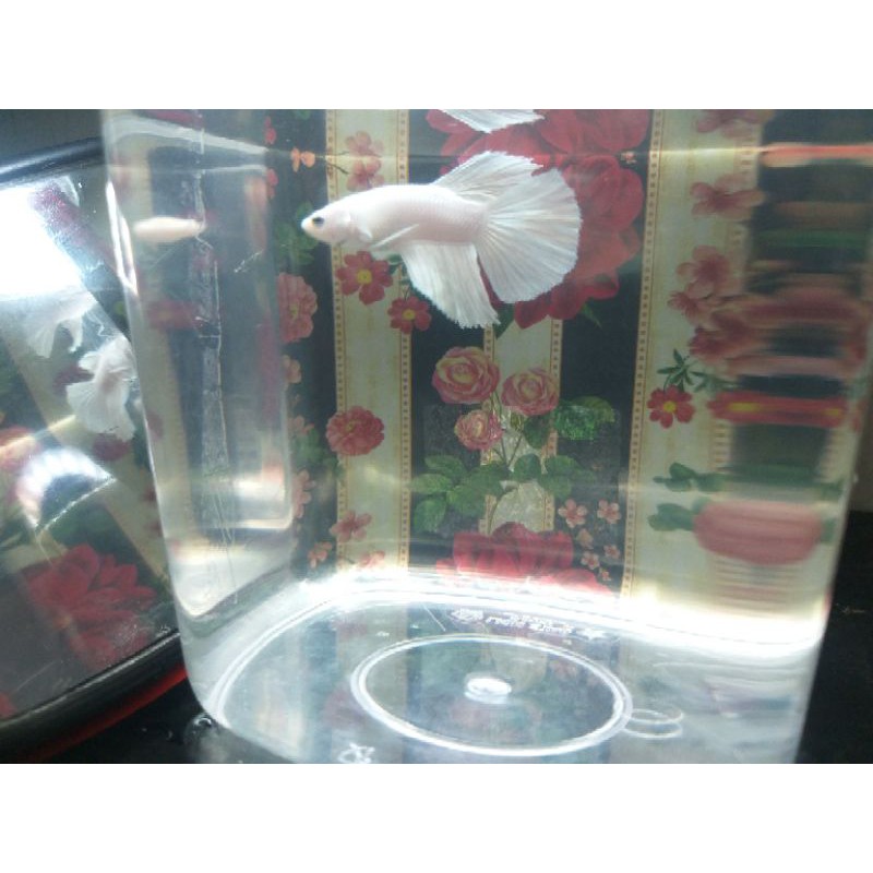 

ikan cupang white platium