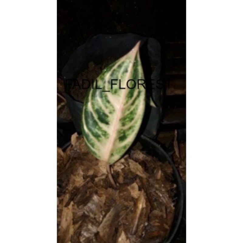 paket 2 tanaman Baby aglonema redsum dan anakan goliath