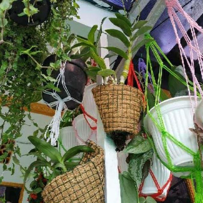 POT ANGGREK DENDRO VANDA CATHLLEYA BULAN SERABUT KELAPA DINDING TEMPEL SUGIASIH24