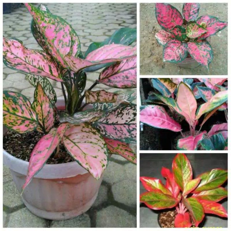 PAKET AGLONEMA/bisa COD