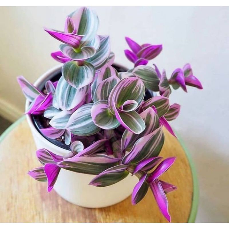 Tanaman Hias tradescantia Nanouk-tradescantia tricolor