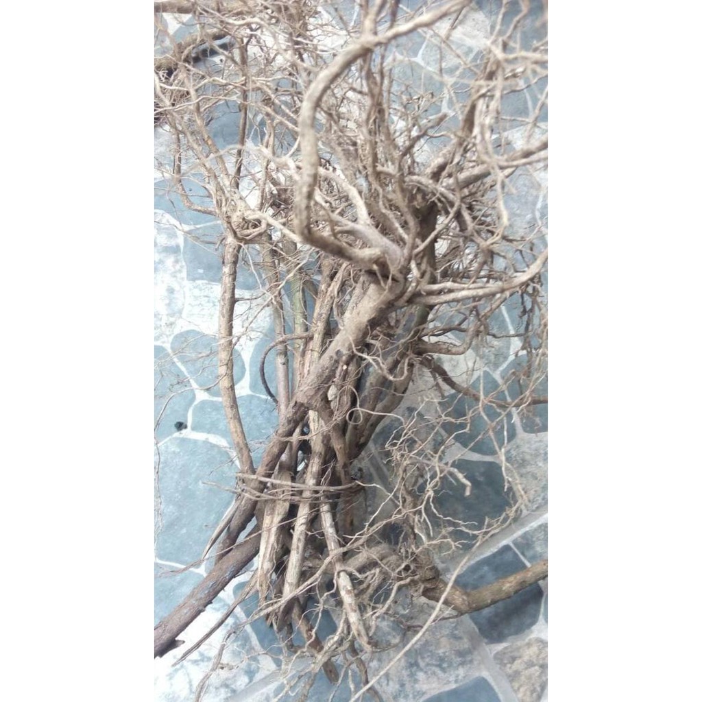 Kayu aquascape akar senggani