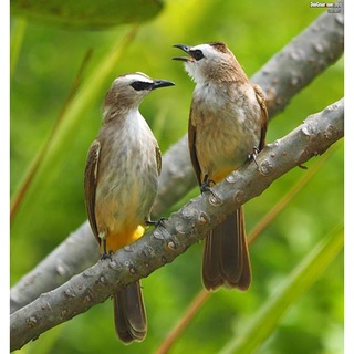 Burung Trucuk Kebo Jatim