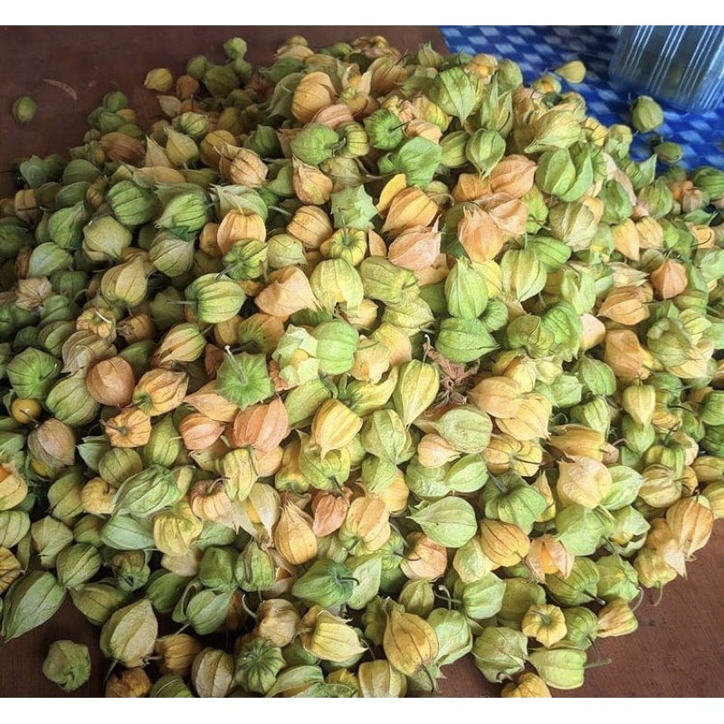 

CECENET / CIPLUKAN / GOLDEN BERRY 100 GRAM