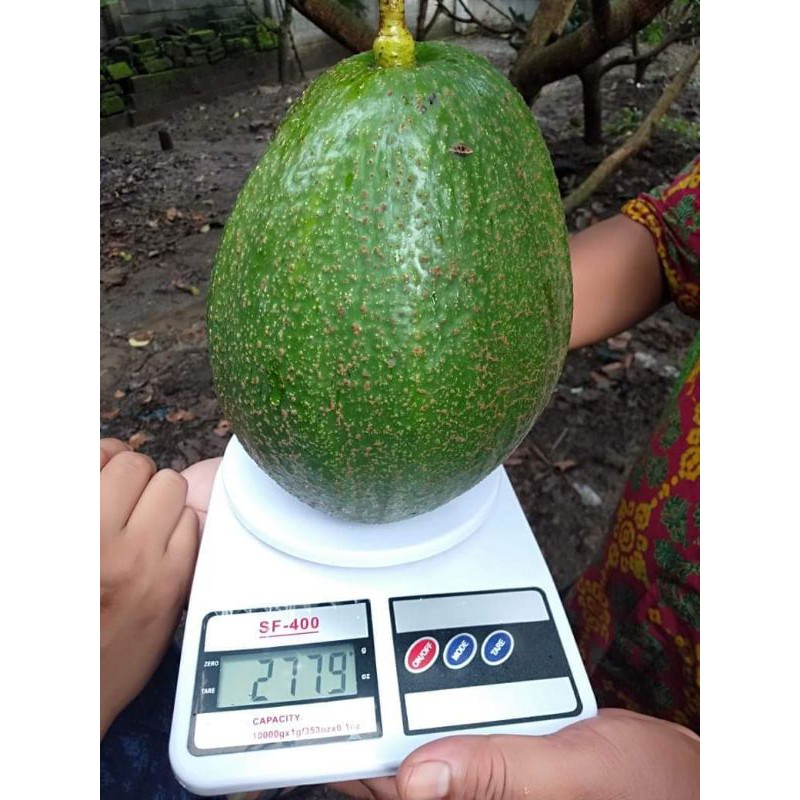 BIBIT ALPUKAT MARKUS JUMBO