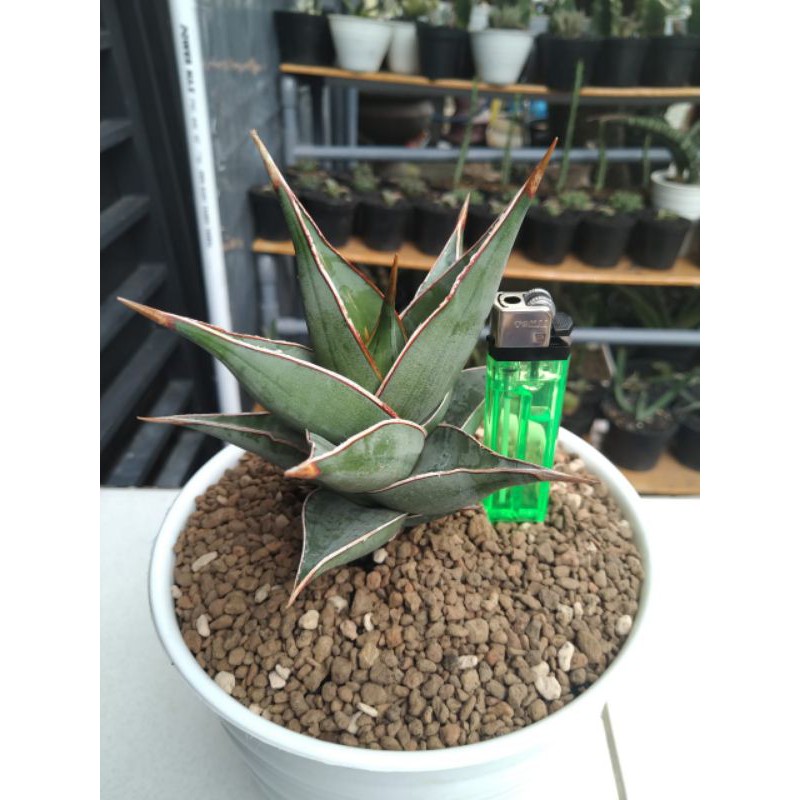 sansevieria pingui/pinguicula/pinguiculata