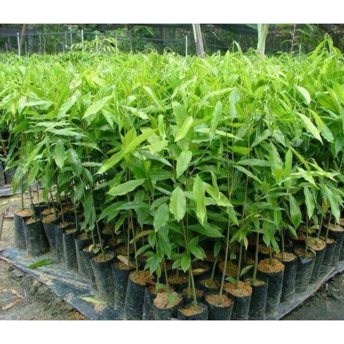 JUAL TANAMAN BIBIT POHON GAHARU SUPER BIBIT / BIJI / BENIH TERLARIS