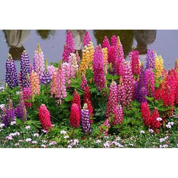Promo Bibit Bunga Lupine Mix Colour Tanaman Hias Cantik Penghias Kebun Bagus