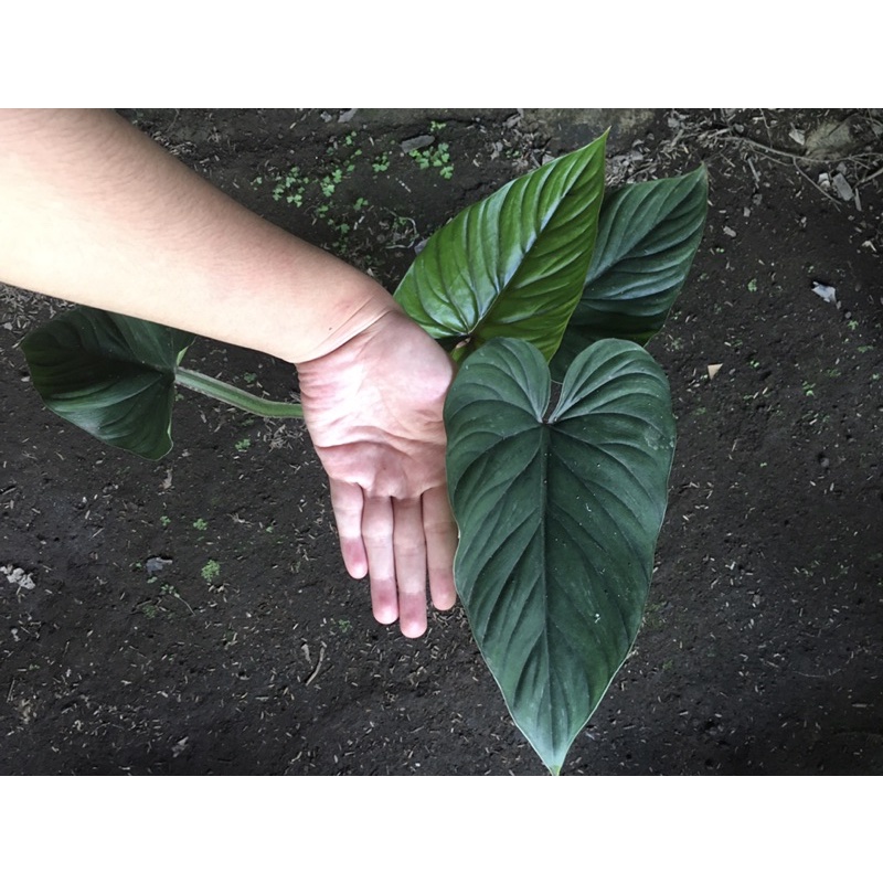 Philo plowmanii black face -plowmanii