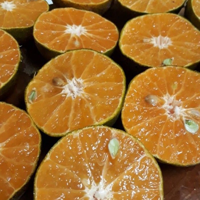 

JERUK PERAS SEGAR SEHAT ALAMI / ORANGE FRESH 1 KG