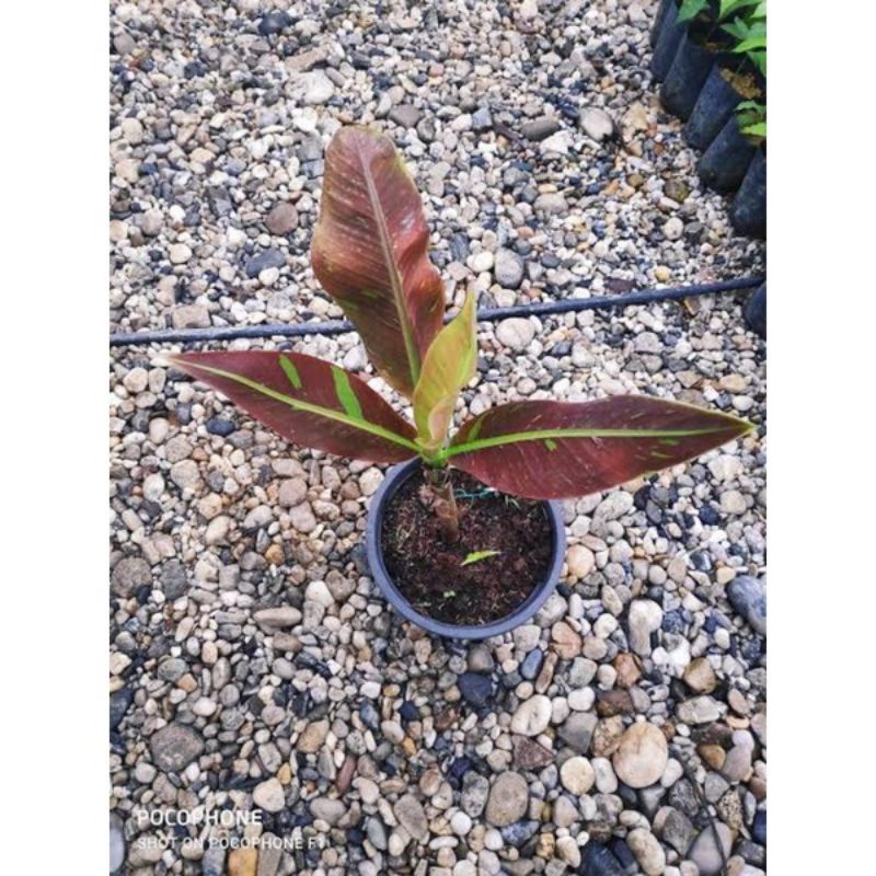 anakan beby pisang ruby siam musa Asli papua