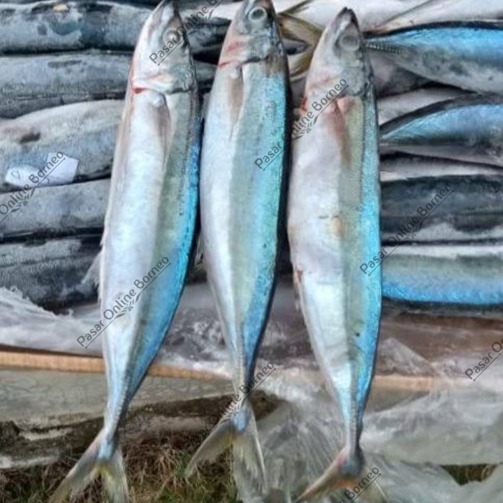 

Ikan Segar Pindang Layang Lajang 500 Gram