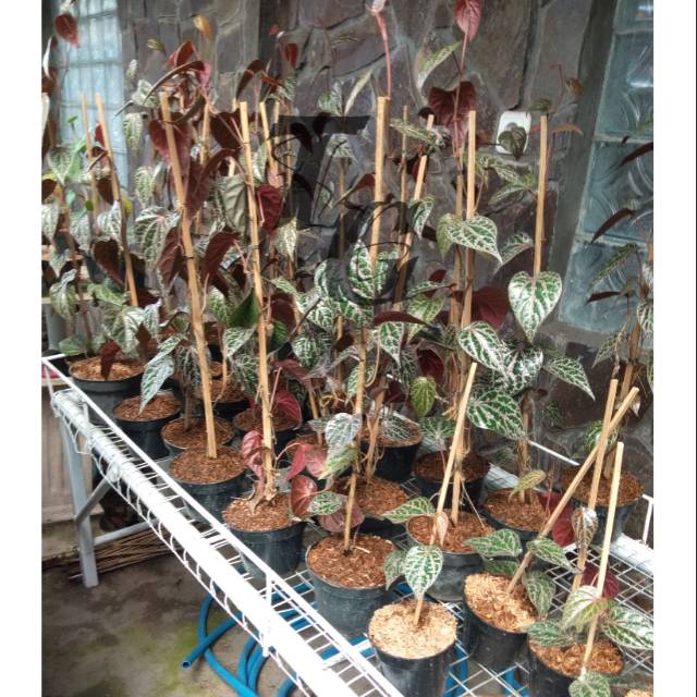 

Sirih merah