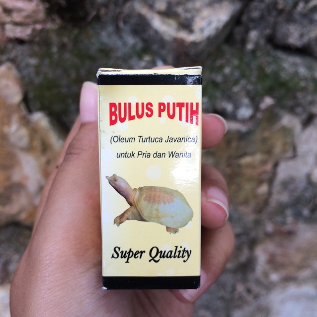 BULUS PUTIH MINYAK BULUS PUTIH