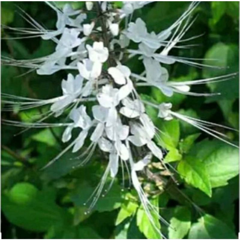 

Daun kumis kucing segar 500 gram