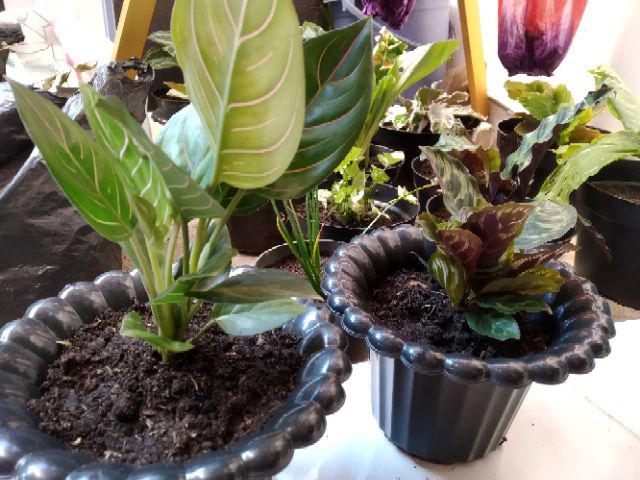 Tanaman Hias Spesial Paket Calathea - Kalatea Silverplat,gr.lipstik,ornata,makoyana