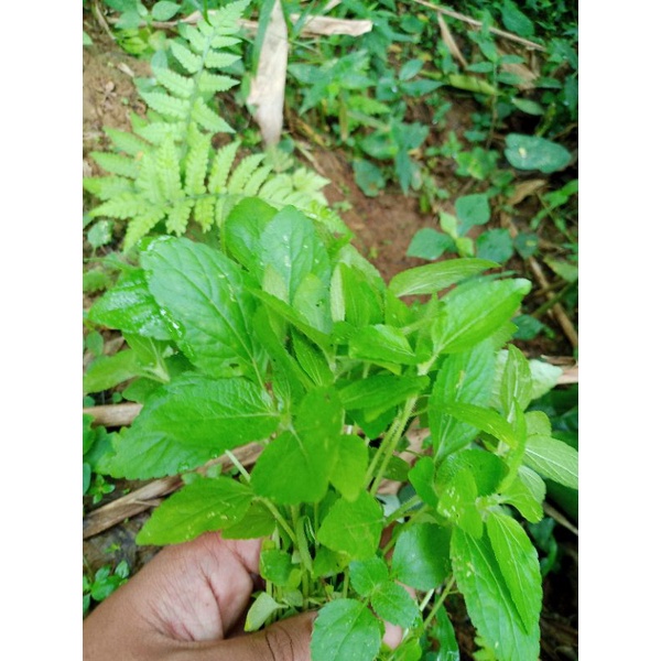 

DAUN BANDOTAN SEGAR [200GRAM]