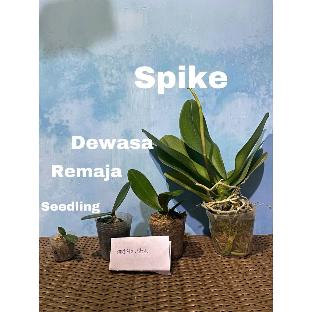 Paket komplit anggrek bulan