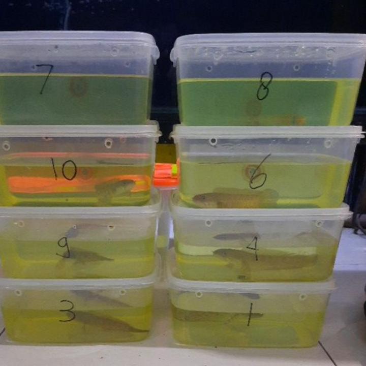 Sangat Nyaman.. Channa Auranti 12cm-20cm garansi 100%