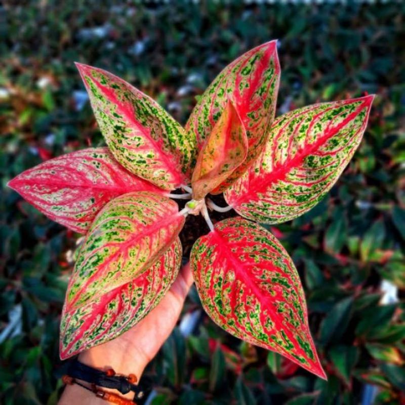 tanaman hias aglonema red legacy tulang ikan