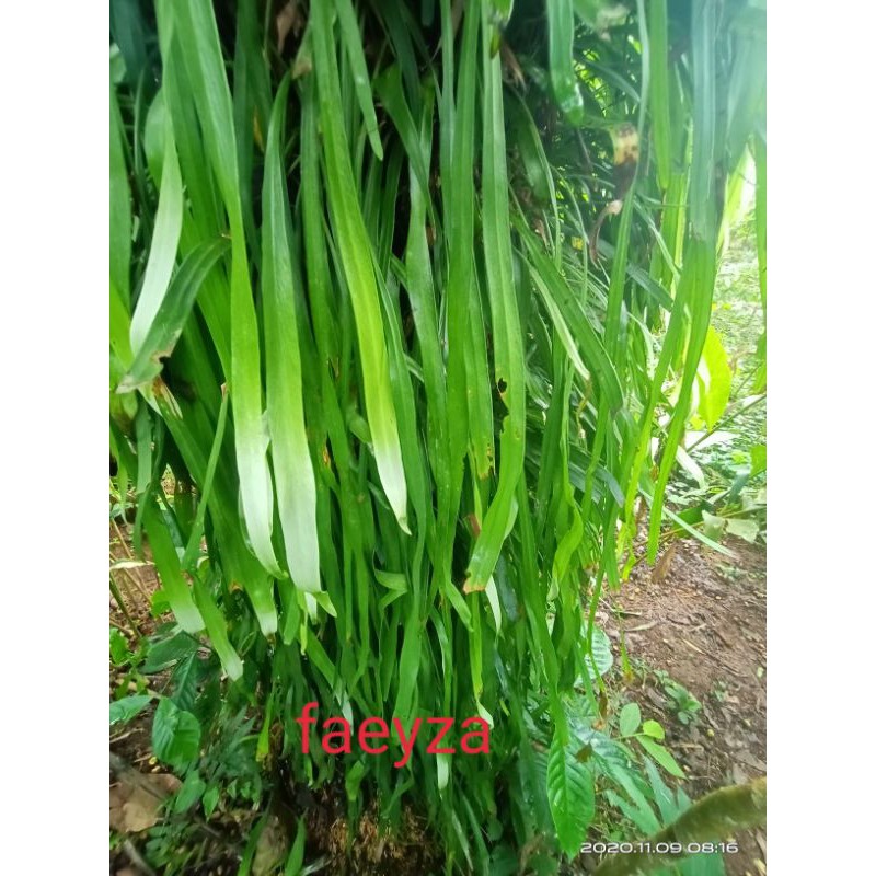 kadaka rumpai panjang 30-50cm