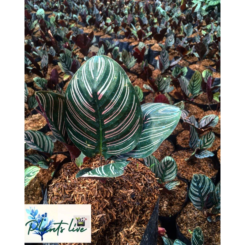 calathea batik calatea ornata free 1 plants random calathea batik calatea ornata free 1 plants random