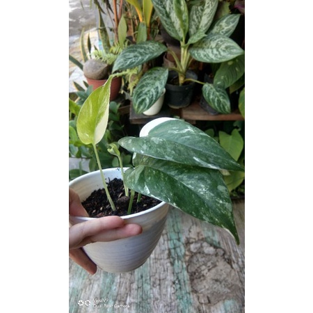 Epipremnum Variegata / epipremnum pinnatum variegata