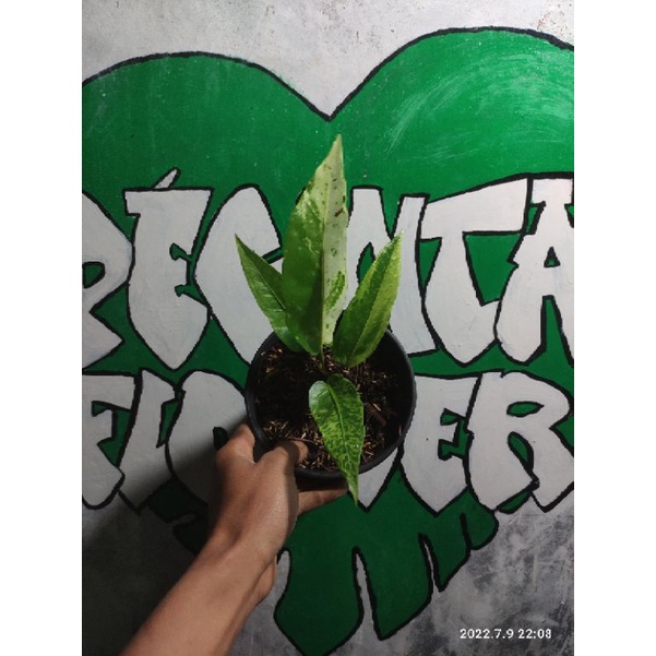 Anthurium Hokeri Varigata