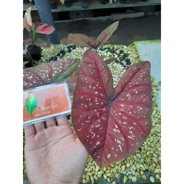 Cod Doh Bibit Caladium Keladi D O H Bibit Keladi Murah Shopee Indonesia