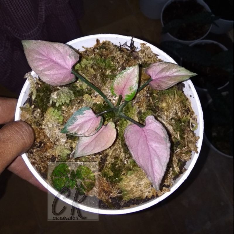 Tanaman Syngonium Pink Minyak
