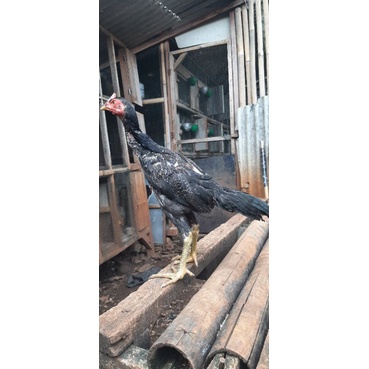 Anakan Ayam Pamangon (Pama × Mangon) usia 2,5 - 4 bulan