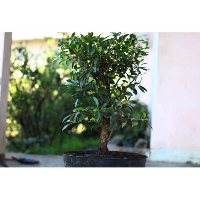 Kimeng, tanaman hias, bunga hias, bunga, bibit benih, bibit bunga, bringing,