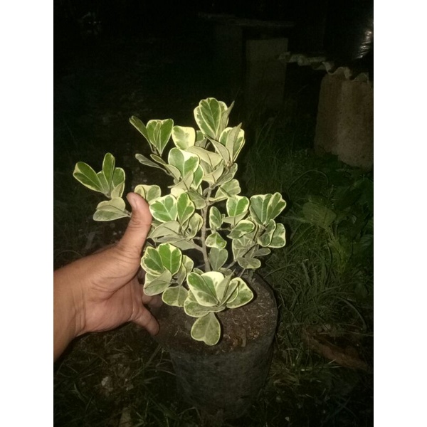 beringin kupu kupu varigata