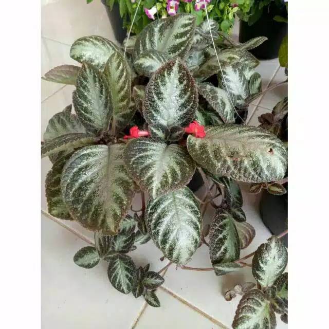 tanaman gantung episcia varigata - episcia putih - beludru episcia