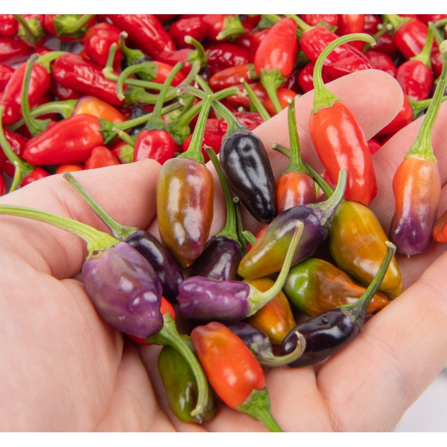 Benih Bibit Biji - Cabai Purple Tiger Cabe Rainbow Pepper Seeds - IMPORT