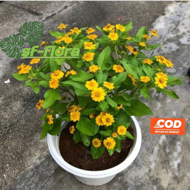 (BISA COD) tanaman hias bunga seribu bintang butter daisy
