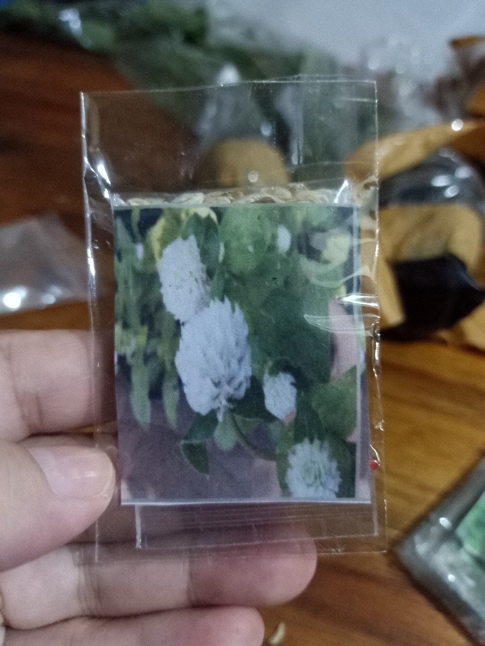 Gomprena/knop Putih