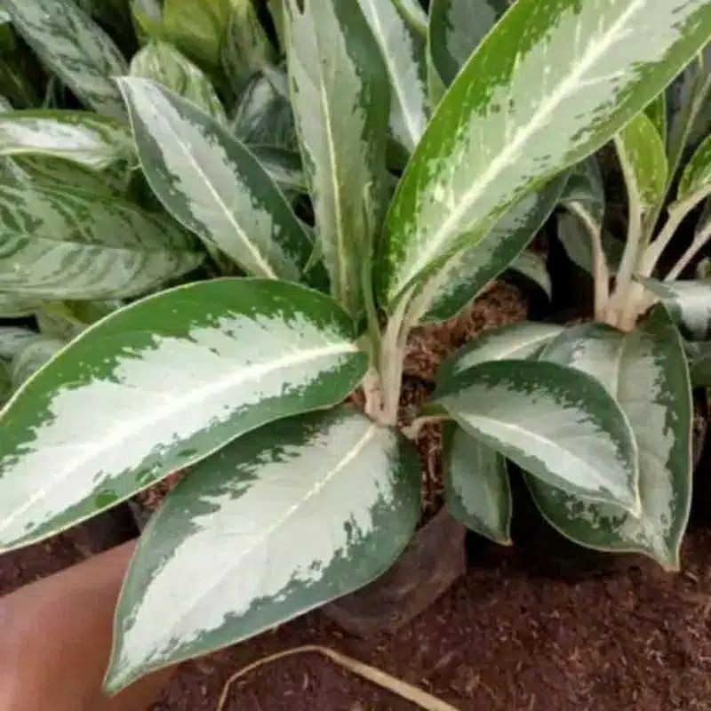 tanaman hias blanceng tulang putih blanceng