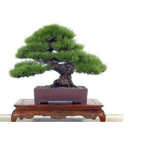 Benih Biji Bonsai Pinus Jepang Impor (Japanese Pine Tree Seeds Import) Edvinc99 Berkualitas